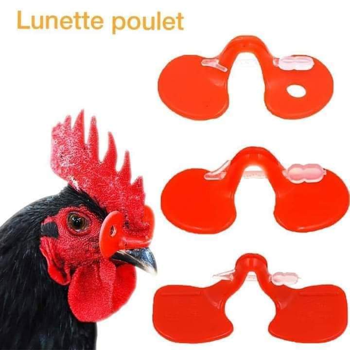 Pâquet lunette de poulet 1000 pièces détachées